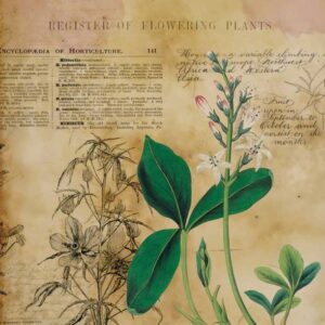 Papel de Arroz 54X33 Botanical Book Flower IV