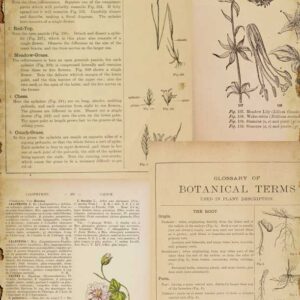Papel de Arroz 54X33 Botanical Book Pages I
