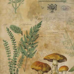Papel de Arroz 54X33 Botanical Book Mushroomss I