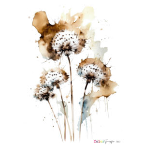 COLOR TRANSFER 27x21cm
