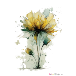 COLOR TRANSFER 27x21cm