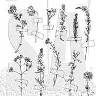Tim Holtz Cling Rubber Stamps, Forgotten Garden