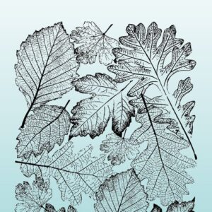 Sello Transparente Leaf Background
